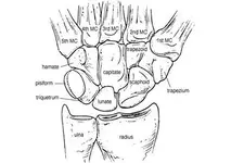 El Kemikleri Özellikleri ve Faydaları Nelerdir?