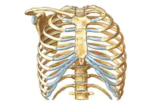 Kaburga Kemiği Türleri ve Özellikleri