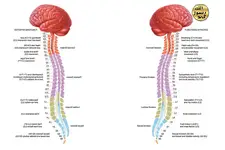 Omurga Kemiği Özellikleri ve Faydaları Nelerdir?