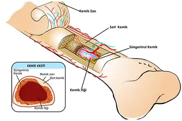 Kemik Özellikleri ve Faydaları Nelerdir?